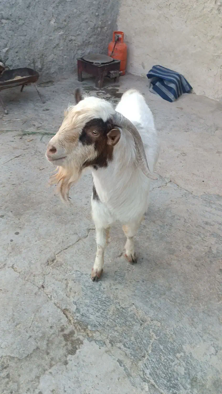 قناری|حیوانات مزرعه|رویدر, |دیوار