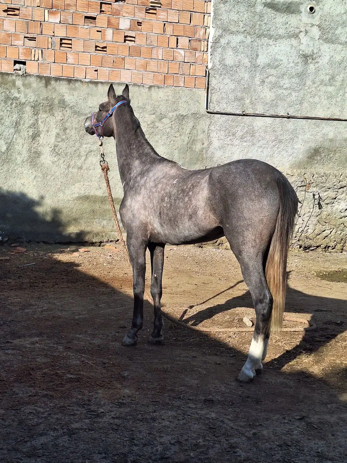 اسب مادیون ترکمن|اسب و تجهیزات اسبسواری|کردکوی, |دیوار