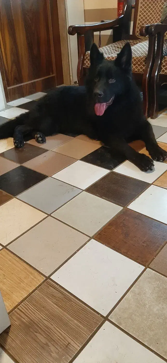 فروش یه قلاده ژرمن بلک اصیل|سگ|بابل, |دیوار