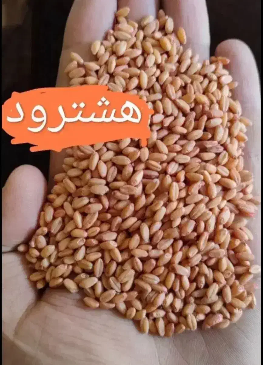 گندم هشترود  بذر اصلاح شده|گل و گیاه طبیعی|کوزران, |دیوار