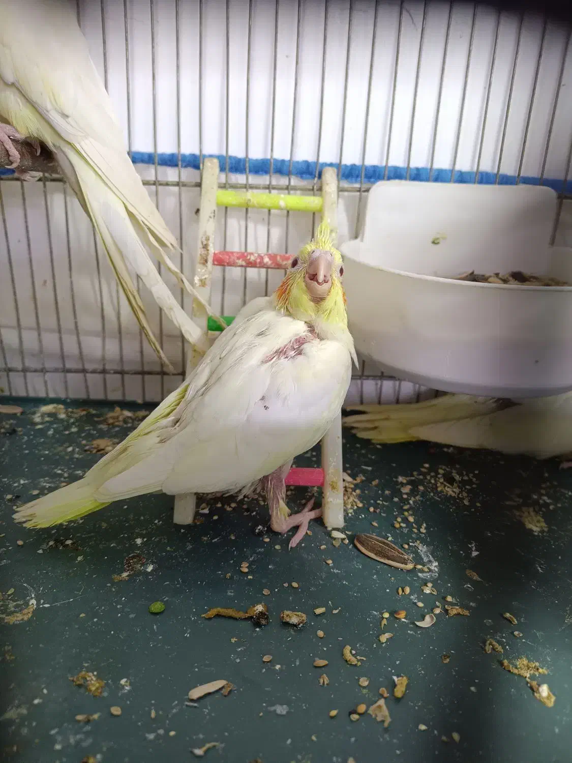 جوجه عروس هلندی|پرنده|قم, اسمعیل آباد|دیوار