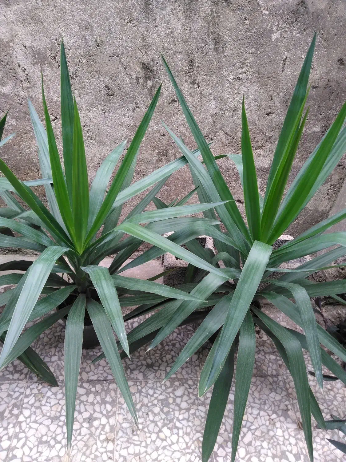 یوکاهای سرسبز|گل و گیاه طبیعی|رشت, عینک|دیوار