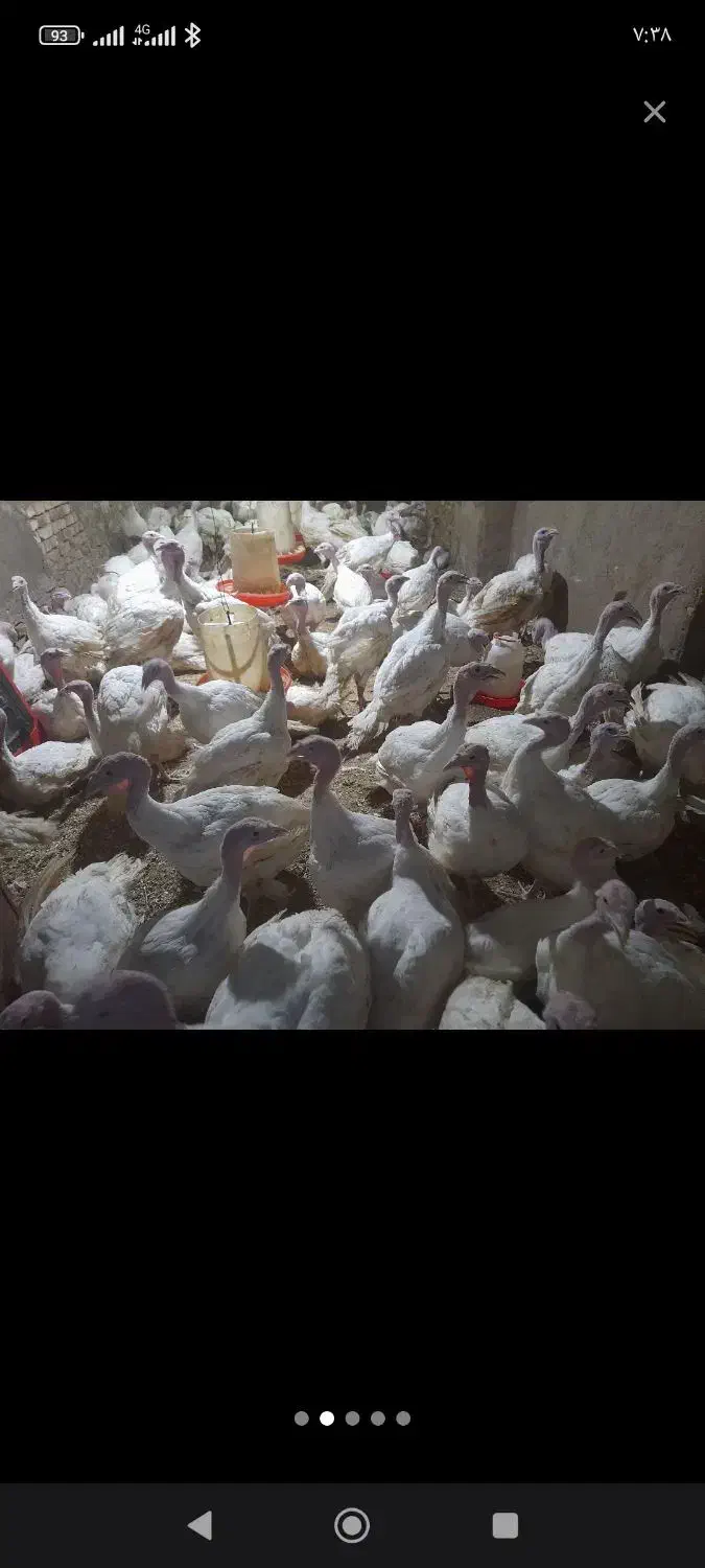 بوقلمون نر|حیوانات مزرعه|سبزوار, قصبه غربی|دیوار