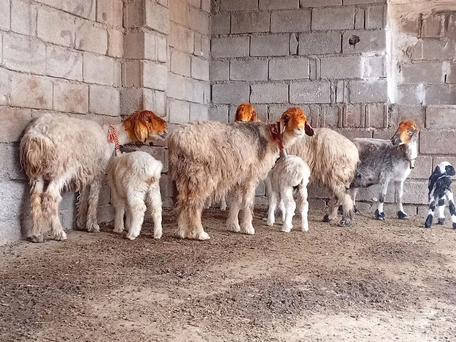 میش زاییده|حیوانات مزرعه|شوشتر, |دیوار