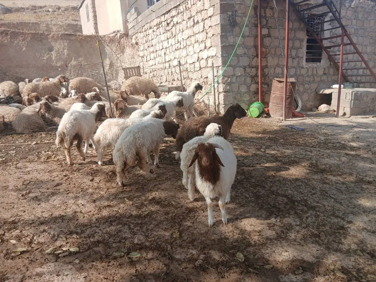 ۱۰عدد بره دویره نمونه|حیوانات مزرعه|کارزان, |دیوار