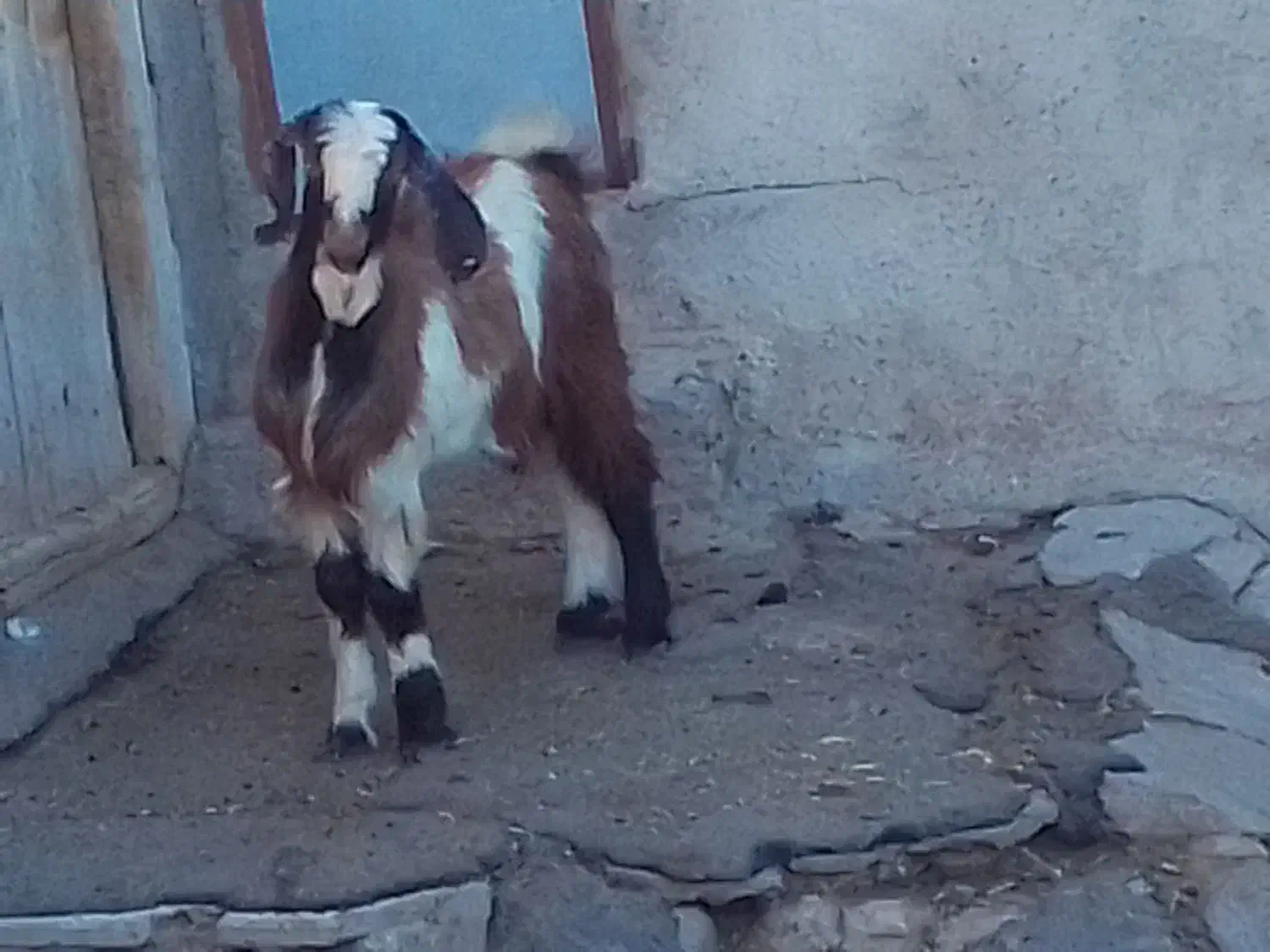 بزغاله نر اصل پاکستانی دوقلو|حیوانات مزرعه|تیکمه داش, |دیوار