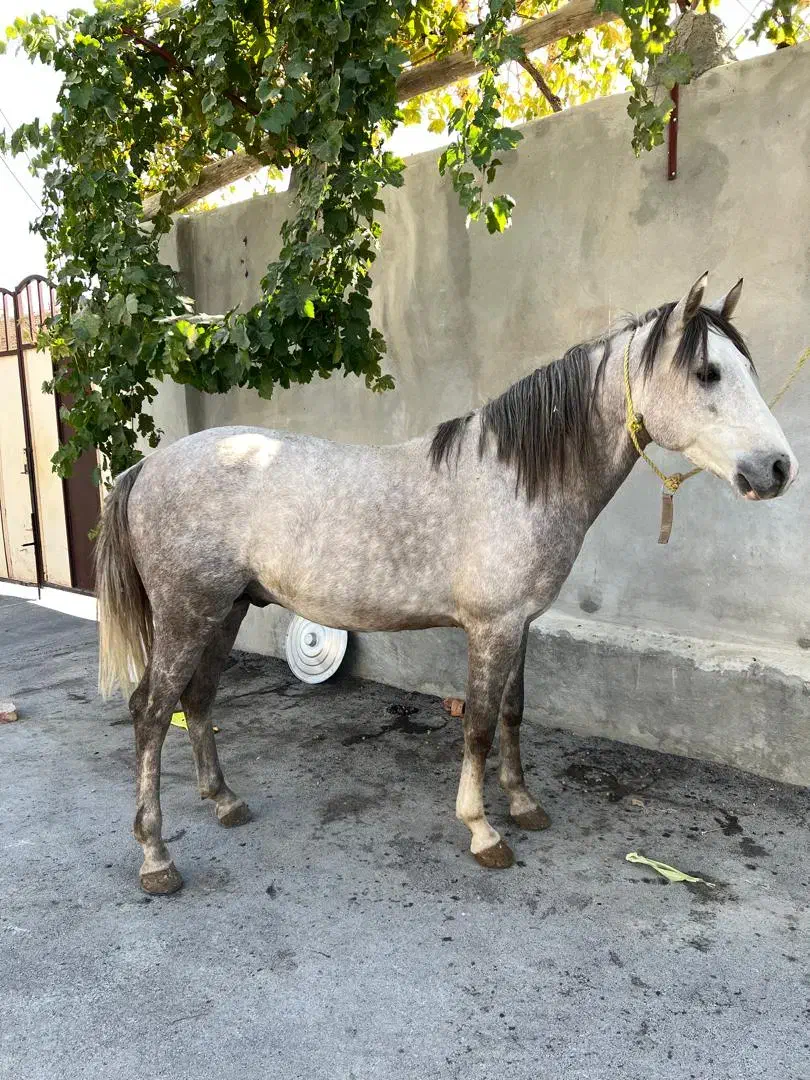 اسب کرد|اسب و تجهیزات اسب‌سواری|نوشین شهر, |دیوار