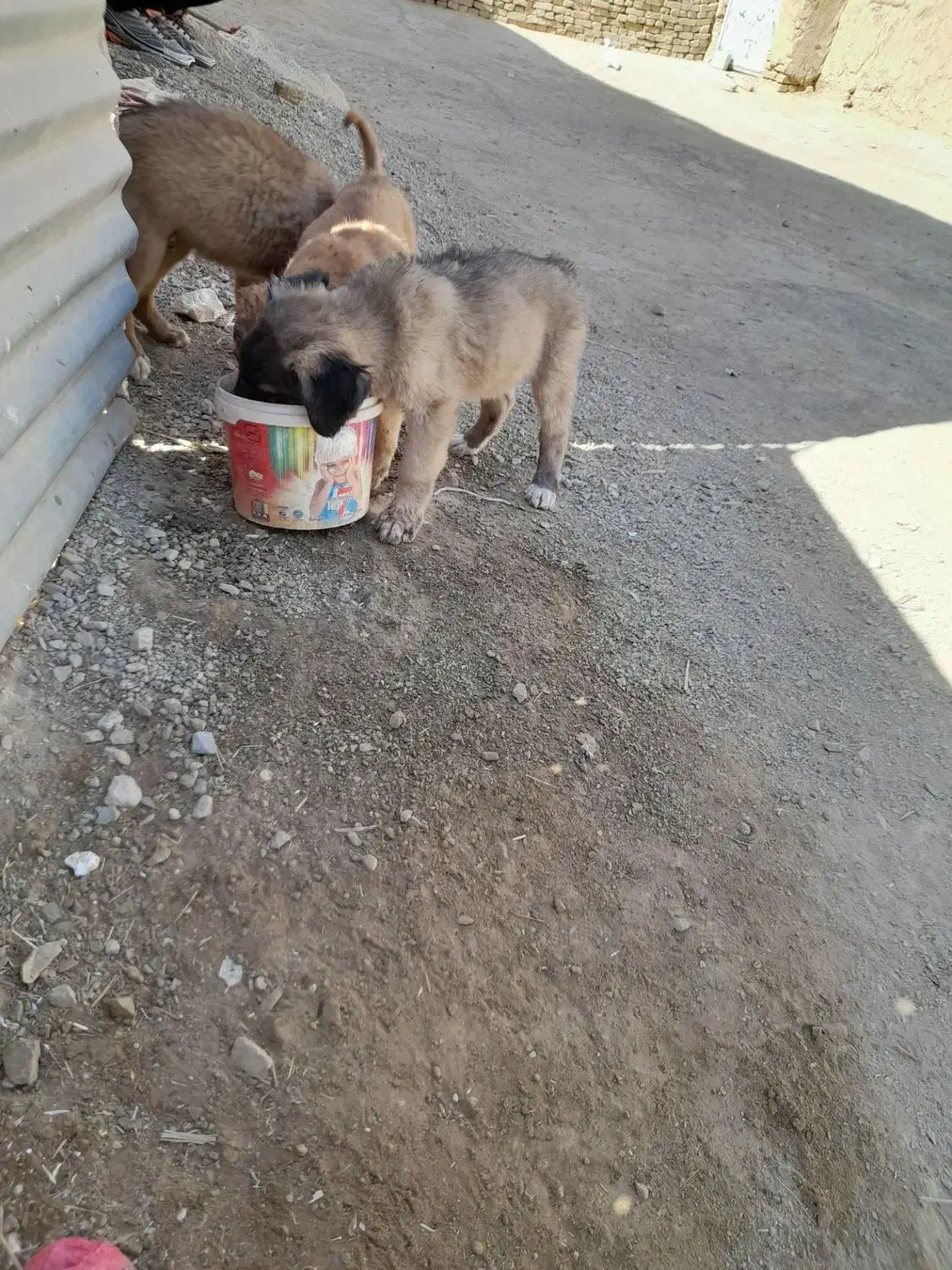 توله سرابی|سگ|شراء, |دیوار