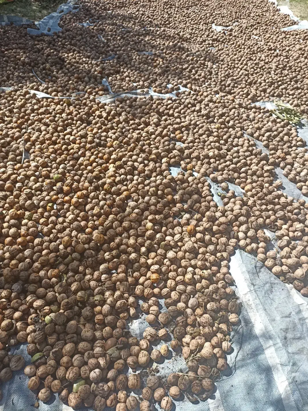 گردو|خوردنی و آشامیدنی|شاهین دژ, |دیوار