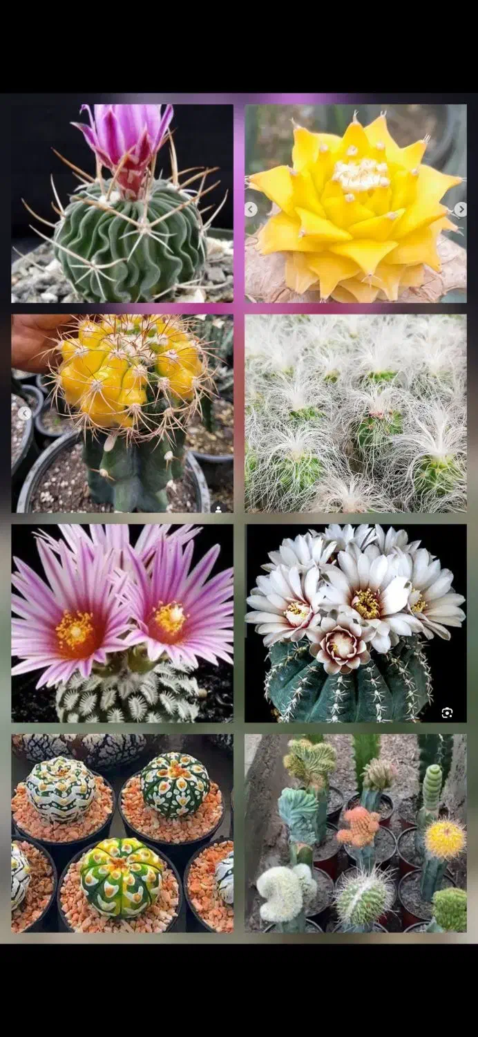 انواع و اقسام کاکتوس های گلدار و پیوندی|گل و گیاه طبیعی|رشت, خرسندی|دیوار