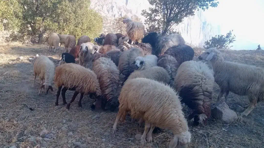 گوسفند جهت فروش|حیوانات مزرعه|لوداب, |دیوار