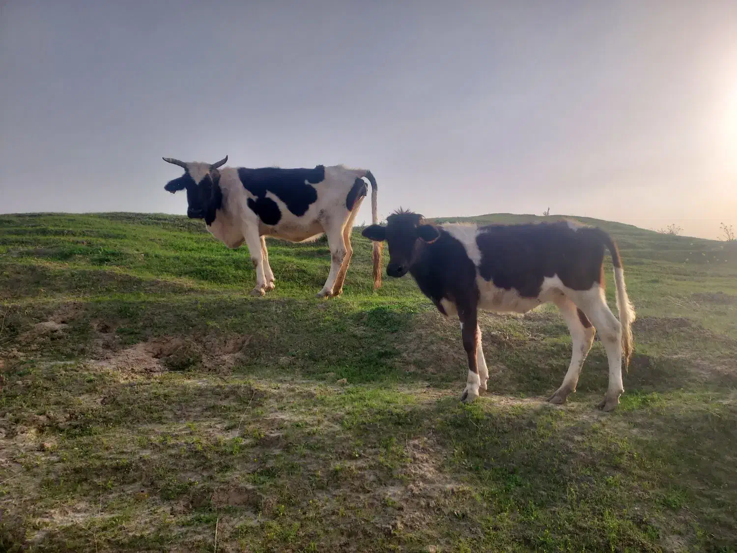 گاو گوساله|حیوانات مزرعه|مسجد سلیمان, |دیوار