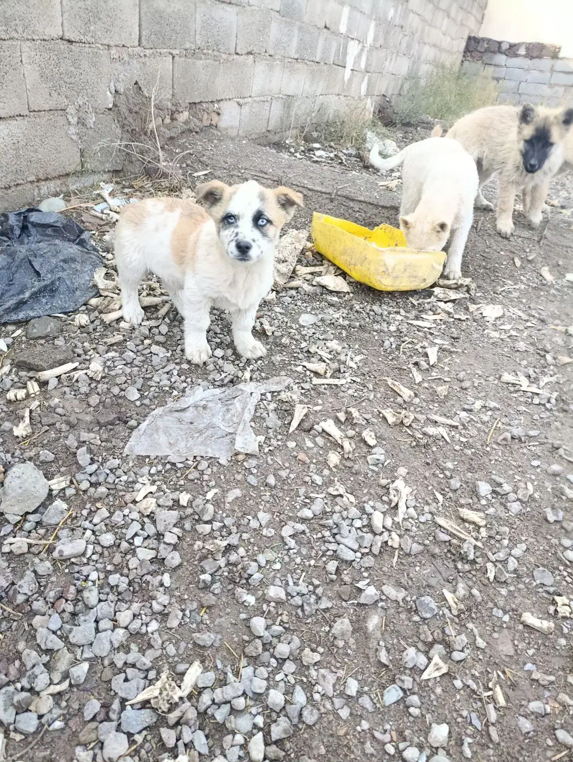 سگ چاعو چاعو|سگ|محمدیه-قزوین, |دیوار