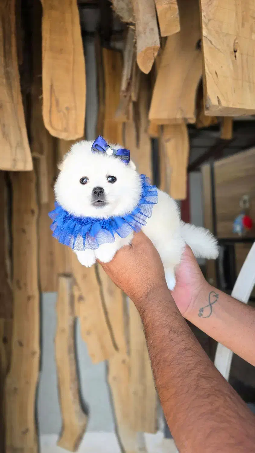 توله پامرانین|سگ|شیراز, شهرک گلستان شمالی|دیوار