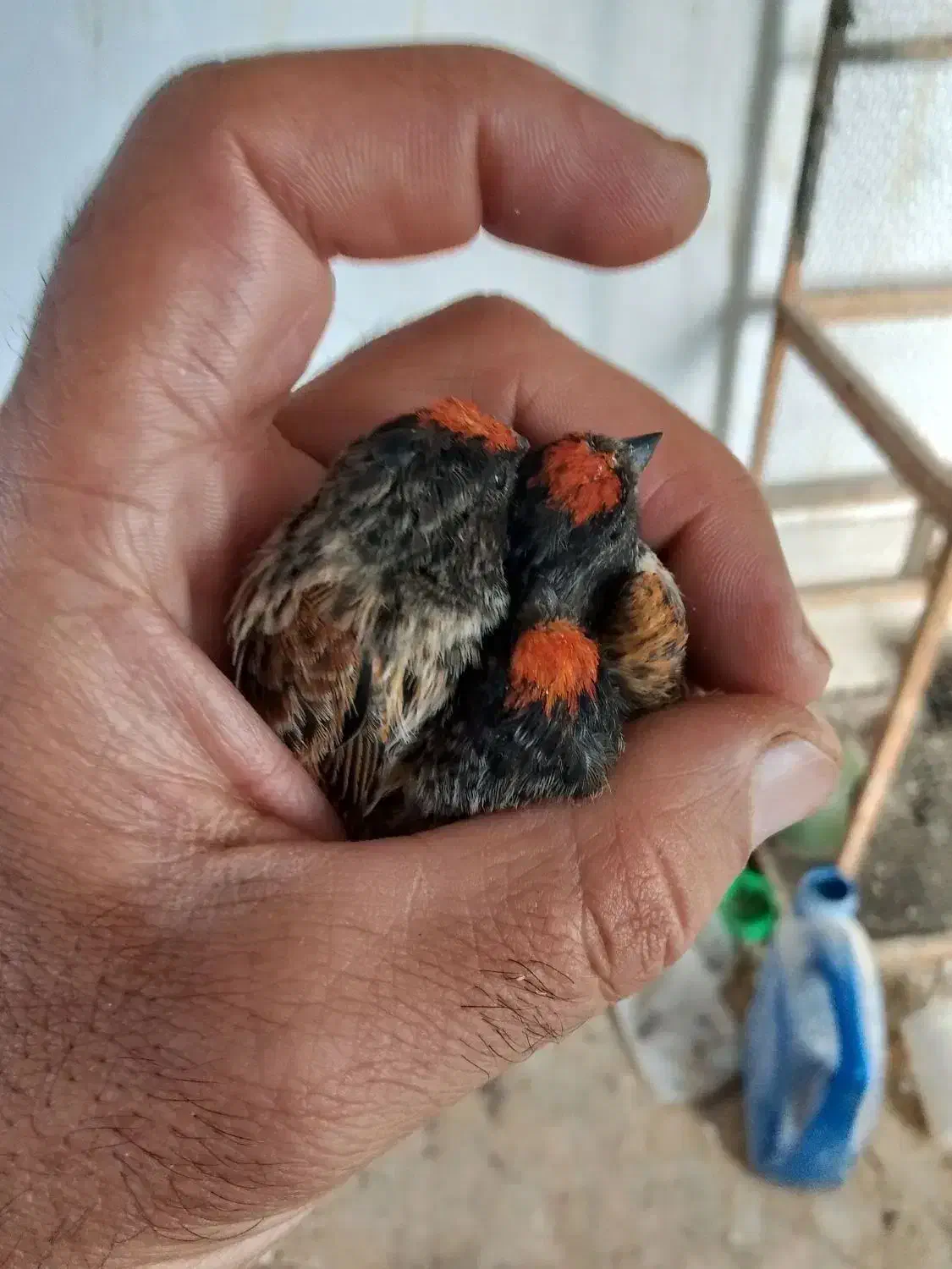 گلبسر|پرنده|سمیرم, |دیوار