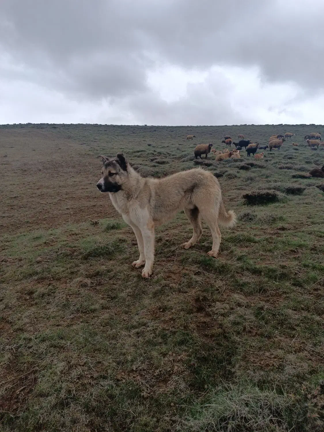 سگ س|سگ|کوثر, |دیوار