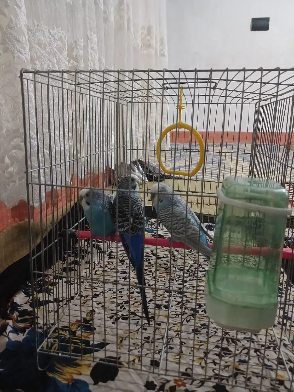 مرغ عشق|پرنده|میاندوآب, |دیوار