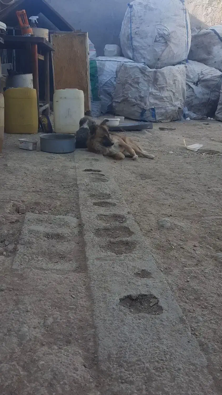 گمشده|سگ|بروجن, |دیوار