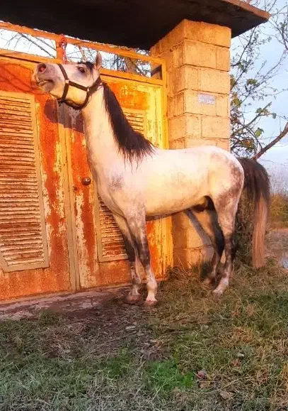 نریان کرد|اسب و تجهیزات اسبسواری|کوچصفهان, |دیوار