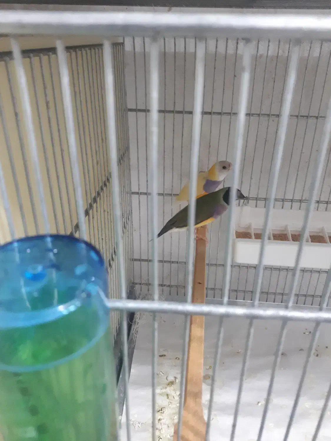 فنچ گلدین|پرنده|تهران, شکوفه|دیوار