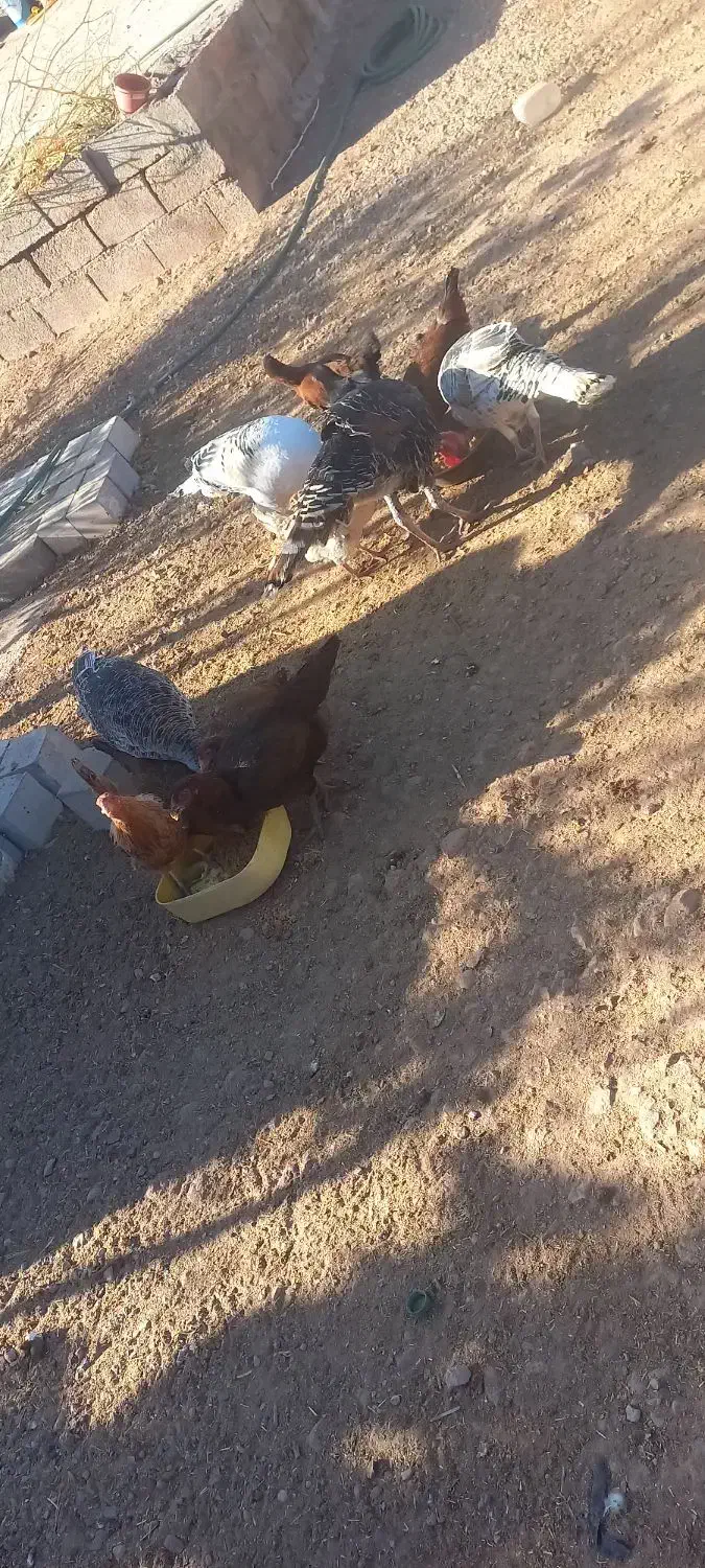 مرغبوقلموفروشی|حیوانات مزرعه|کرمان, |دیوار