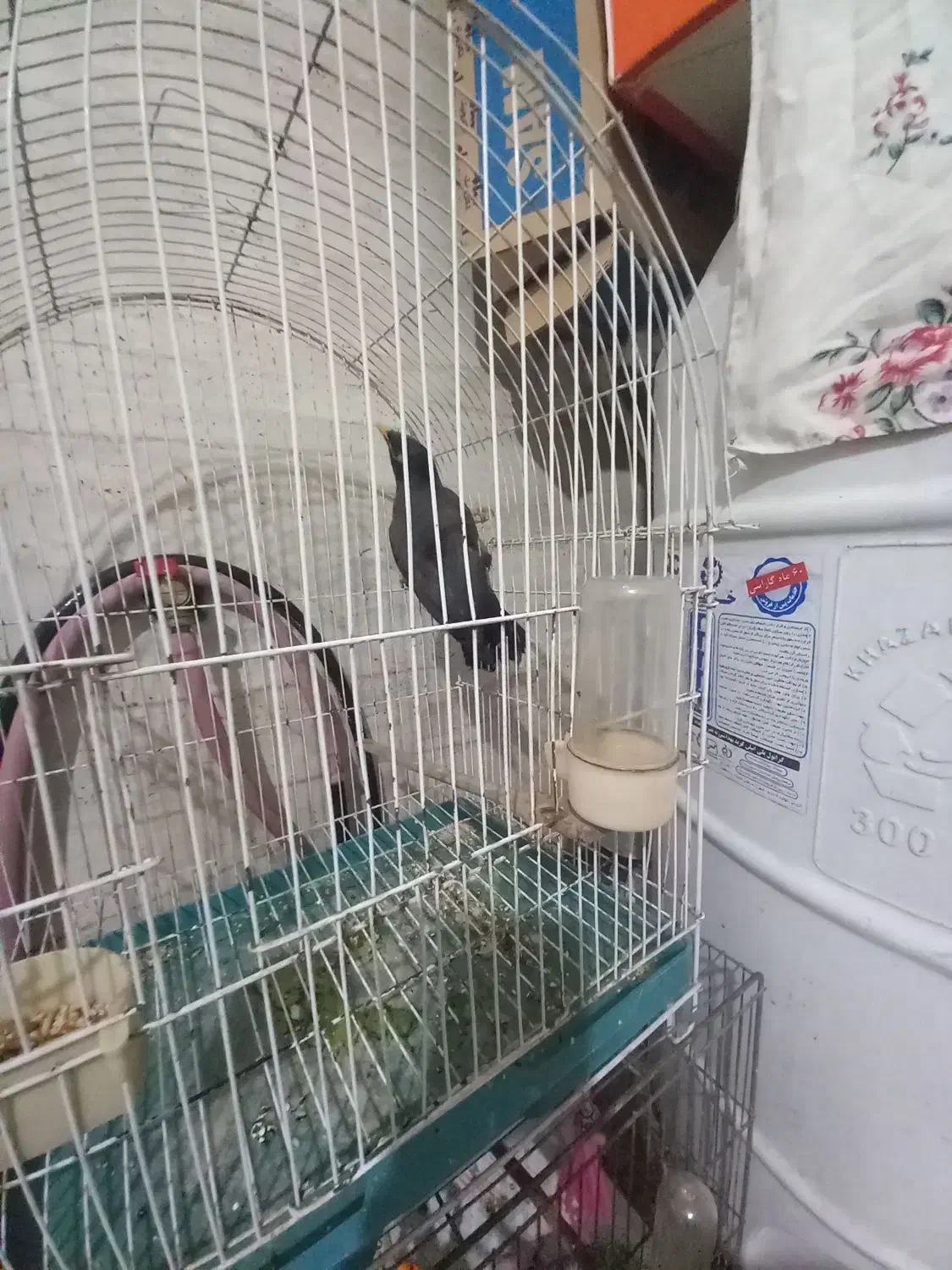 نر مرغ|پرنده|رشت, سلیمانداراب|دیوار