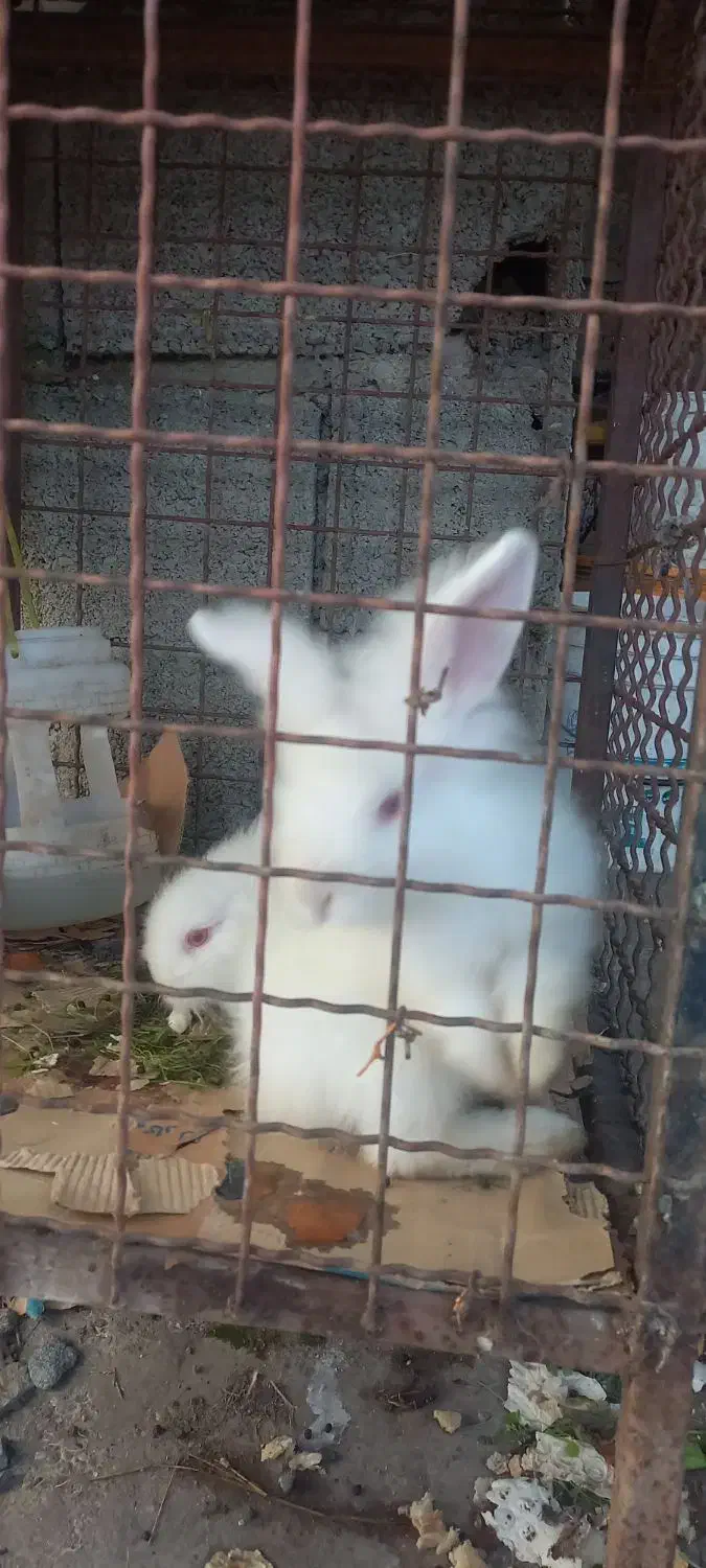 حیوانات خانگی|موش و خرگوش|رودسر, |دیوار