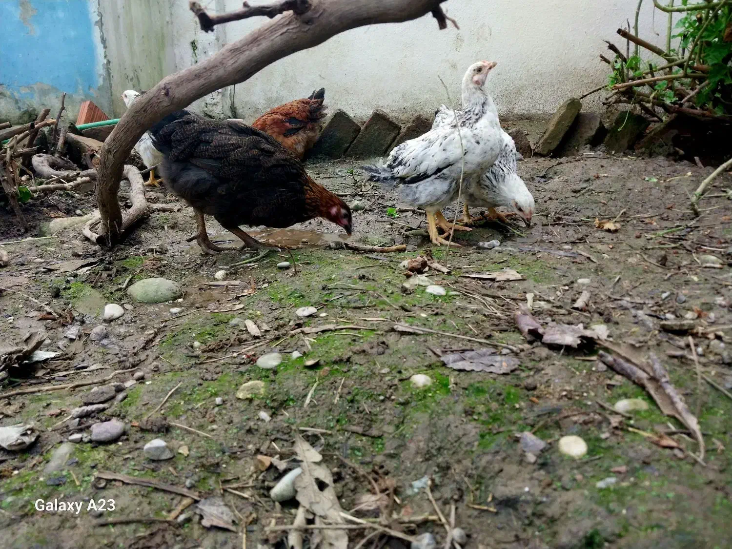 جوجه و نیمچه مرغ و خروس محلی|حیوانات مزرعه|آمل, |دیوار