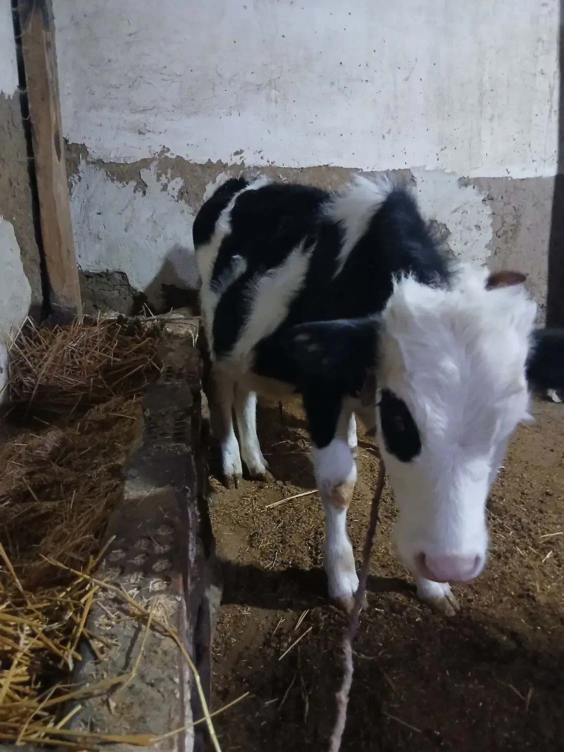 گوساله نر وماده|حیوانات مزرعه|ویلکیج, |دیوار