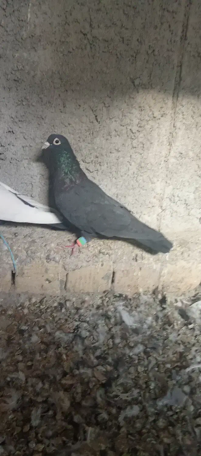 سیاه نر|پرنده|مرودشت, شهرک مهدیه|دیوار