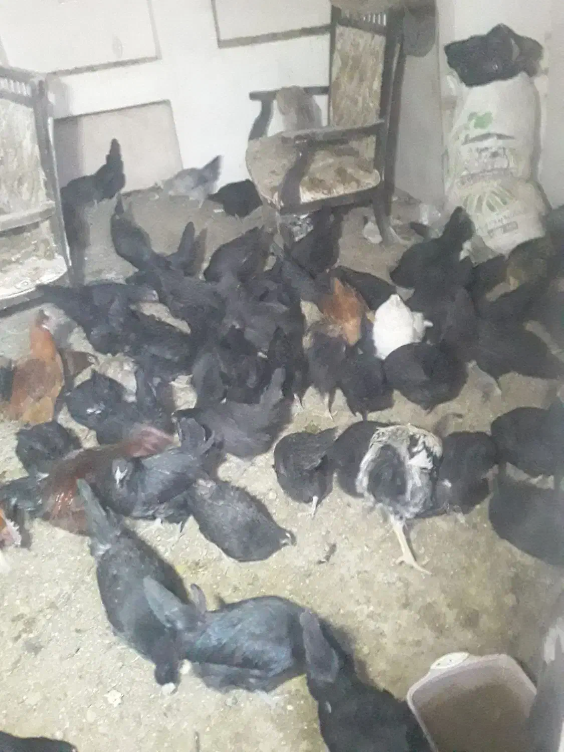 مرغ و خروس|حیوانات مزرعه|بروجن, |دیوار