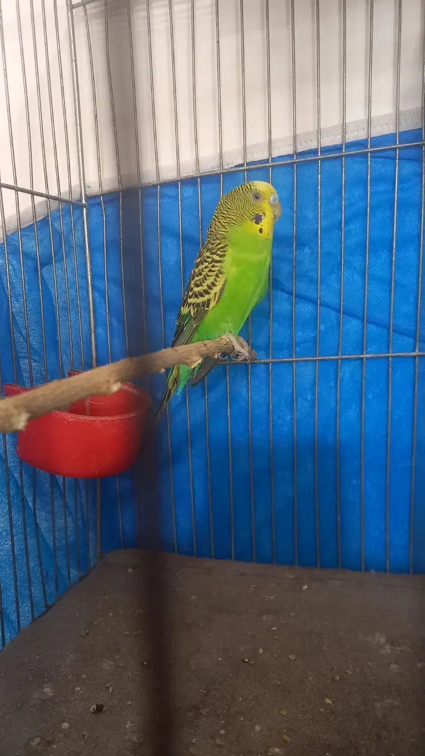 مرغ عشق نر|پرنده|اصفهان, کوجان|دیوار