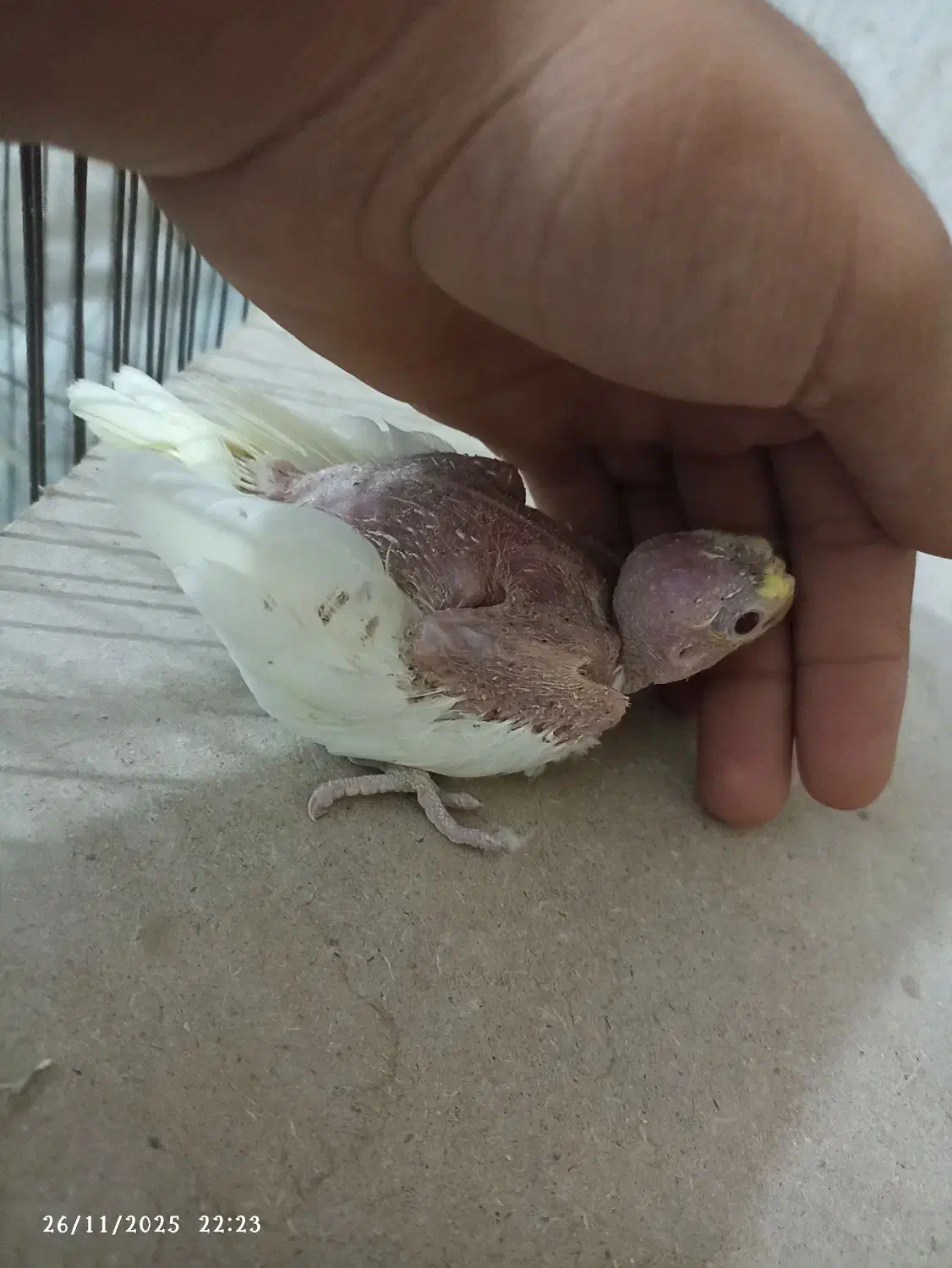 عروس لوتینو سرلاکی چشم شرابی|پرنده|بندر گناوه, |دیوار