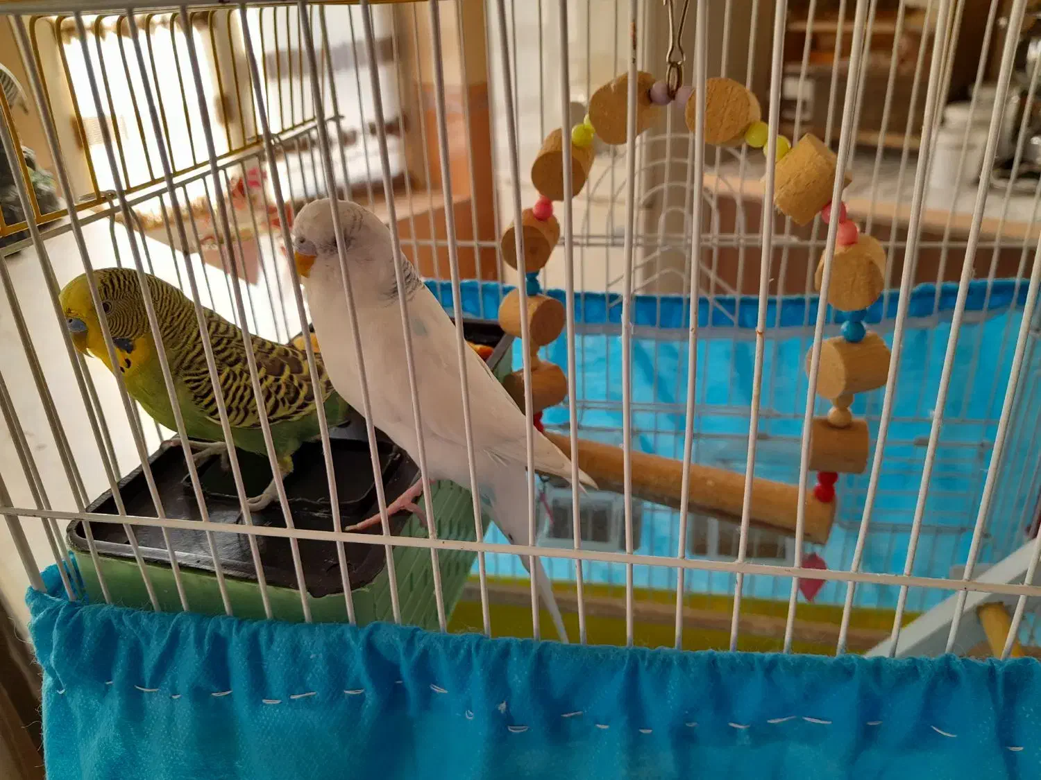 مرغ عشق نروماده وقفسه کامل|پرنده|سنندج, |دیوار