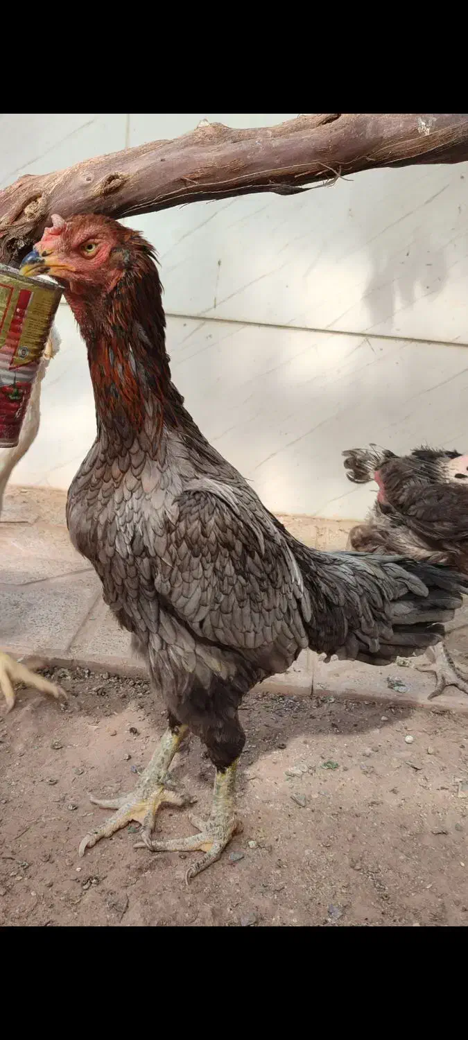 مرغ لاری|حیوانات مزرعه|تربت جام, والفجر|دیوار