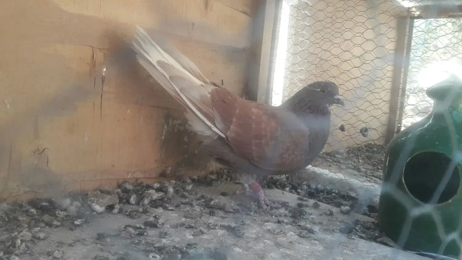 کبوترهای پرشی و ساعتی|پرنده|هشتگرد, ایقربلاغ|دیوار