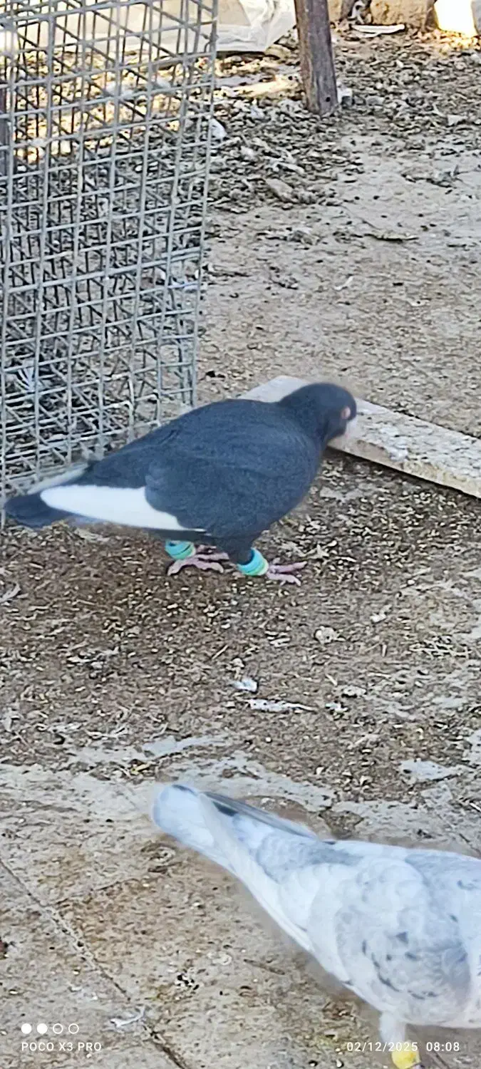 کبوتر قره|پرنده|زبرخان, |دیوار