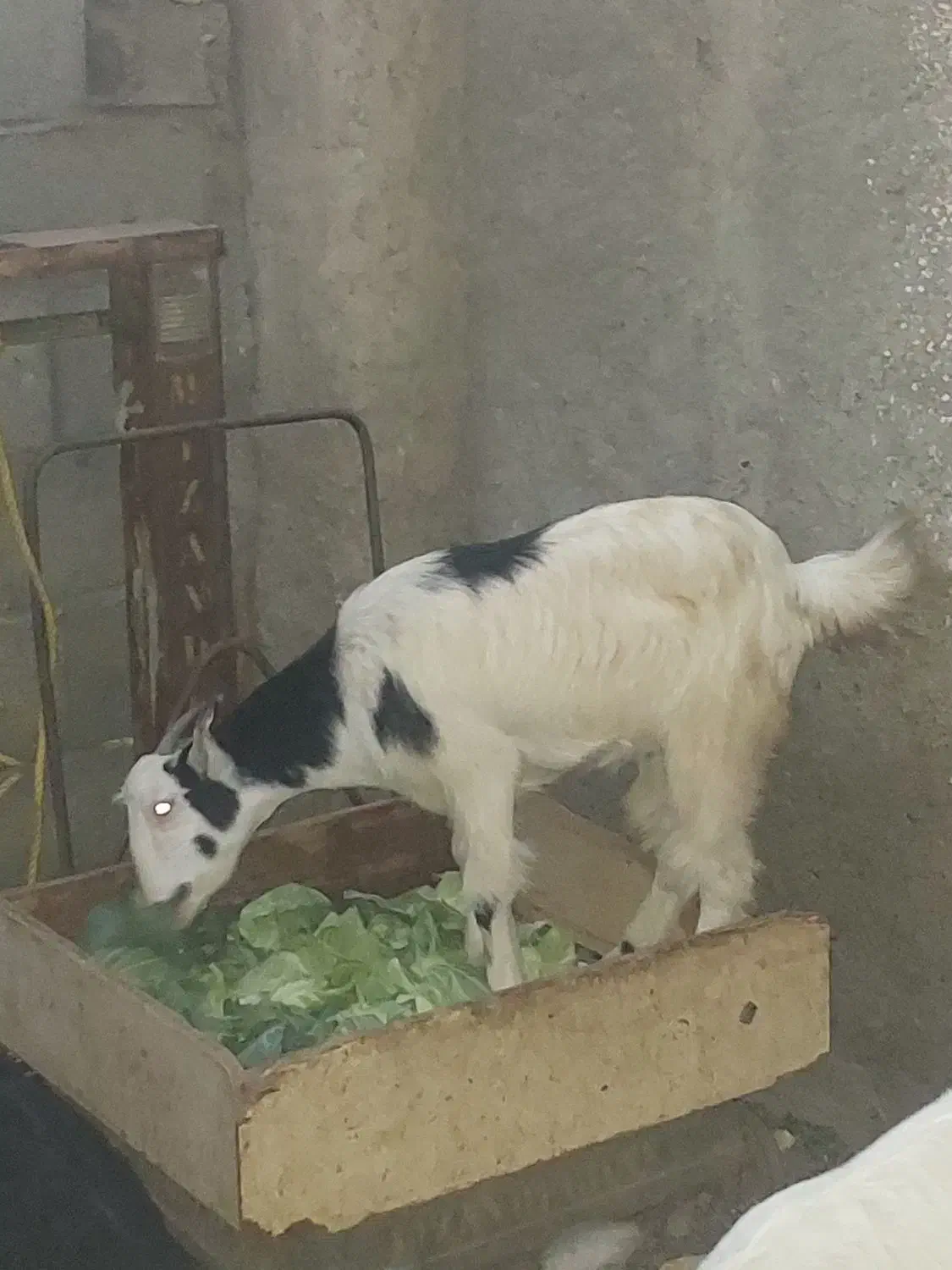 کهره جوان آوست|حیوانات مزرعه|فین, |دیوار