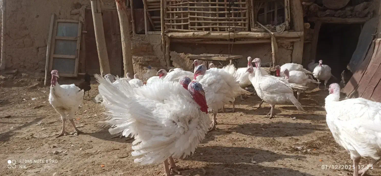 بوقلمون|حیوانات مزرعه|صحنه, |دیوار