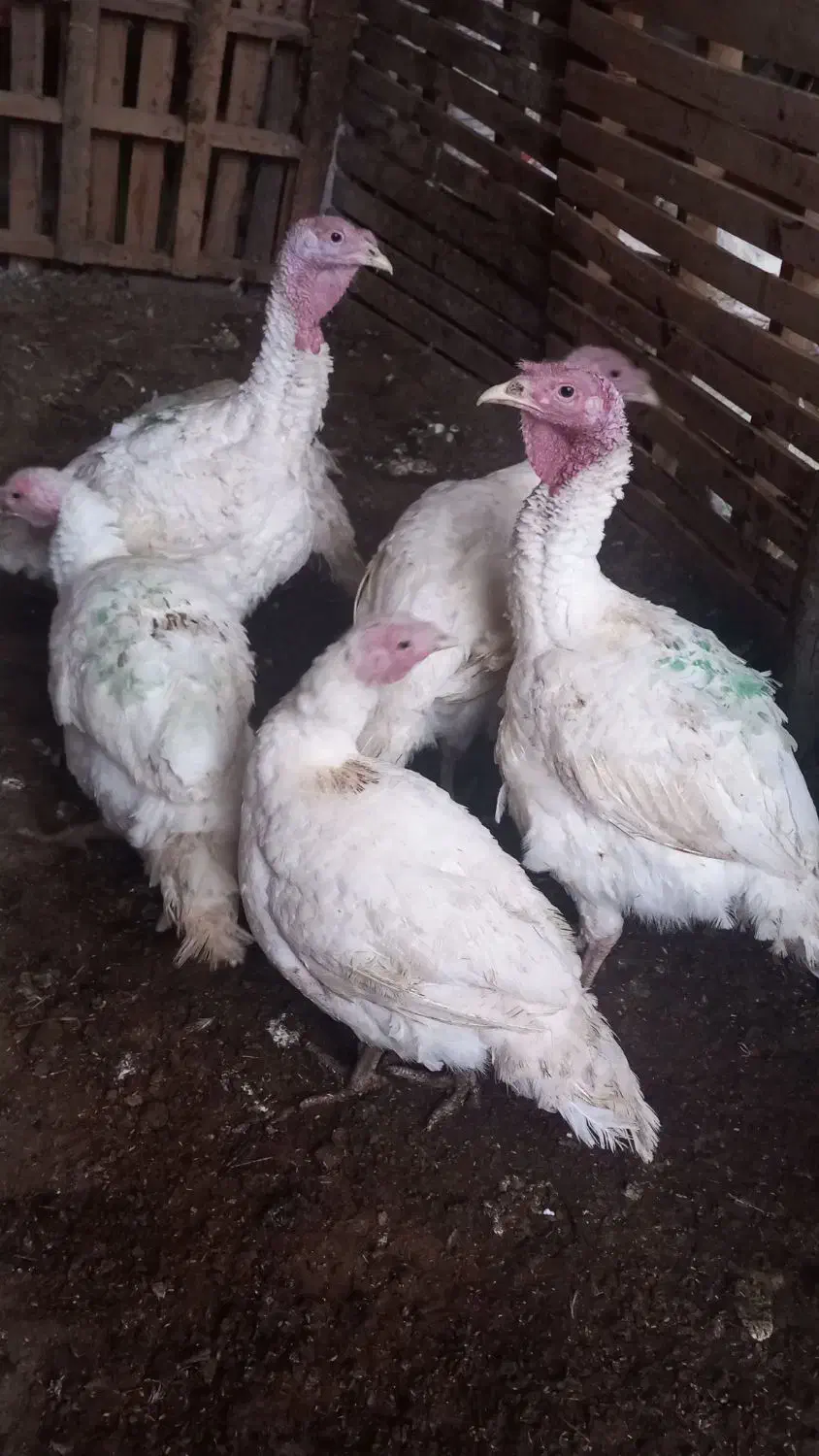 بوقلمون|حیوانات مزرعه|دهگلان, |دیوار