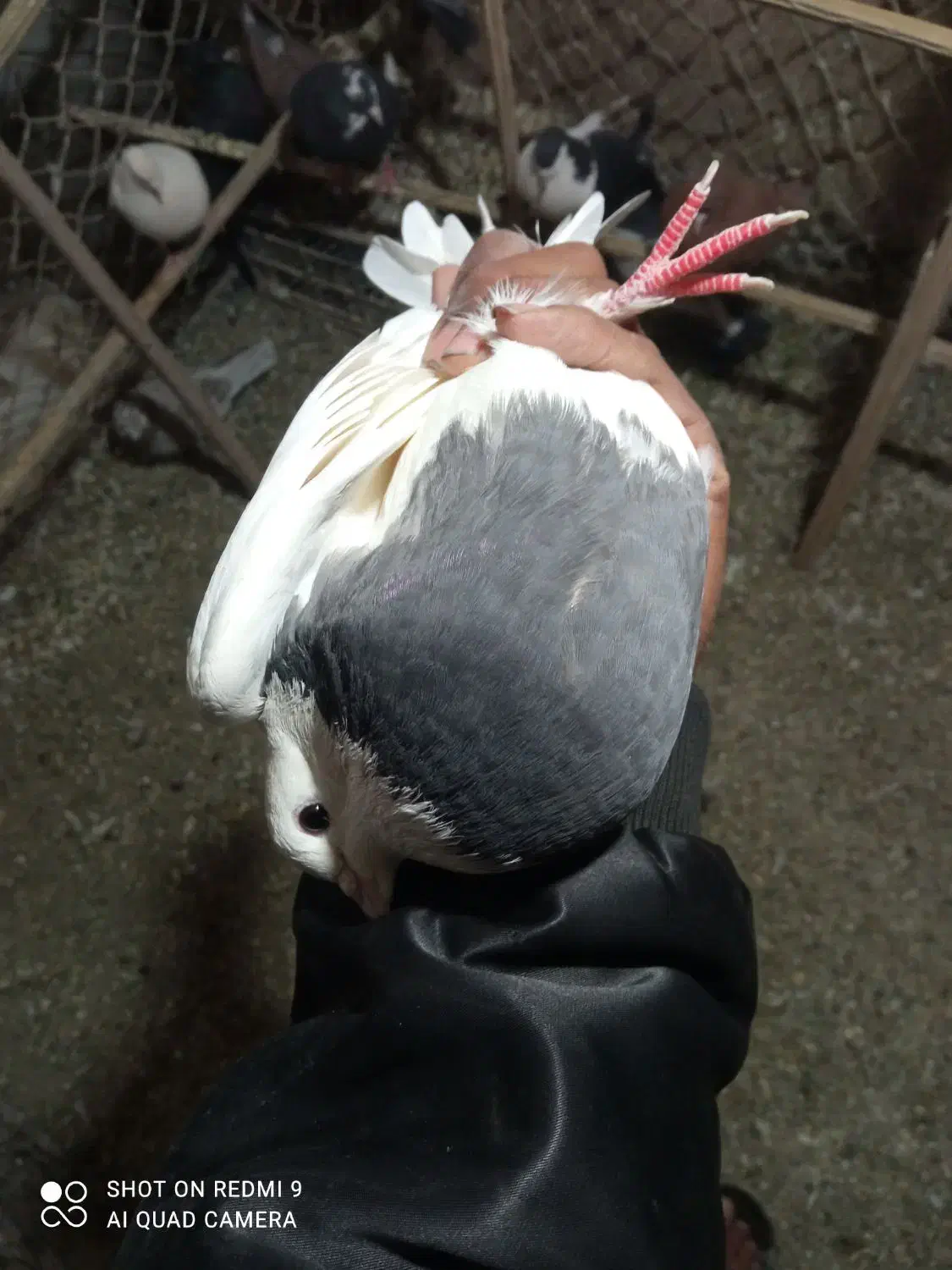 طوقی|پرنده|بم, |دیوار