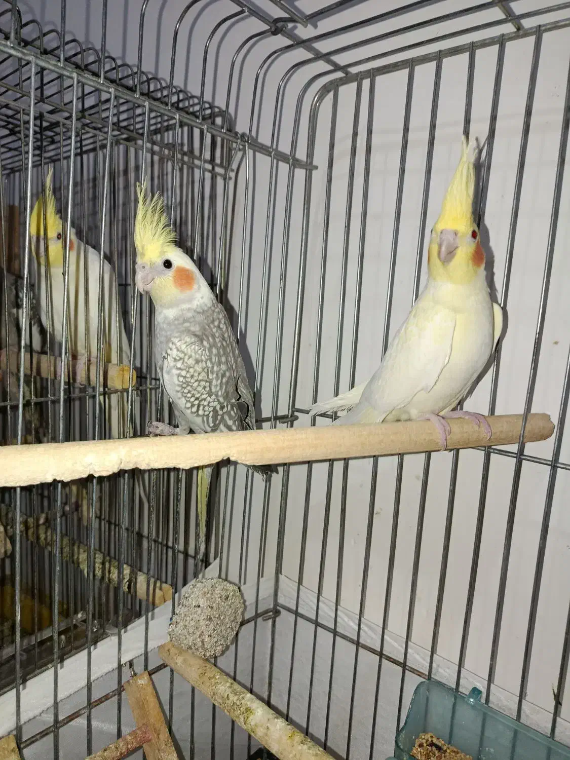 دو عدد عروس هلندی|پرنده|نورآباد, |دیوار