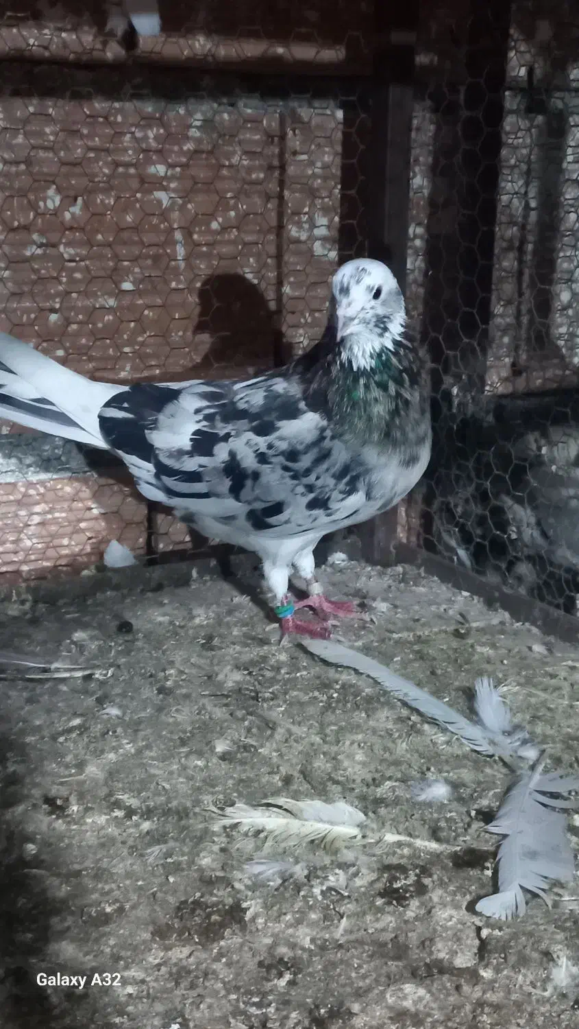 کبوتر پرشی و جوجه کشی|پرنده|بهشهر, |دیوار