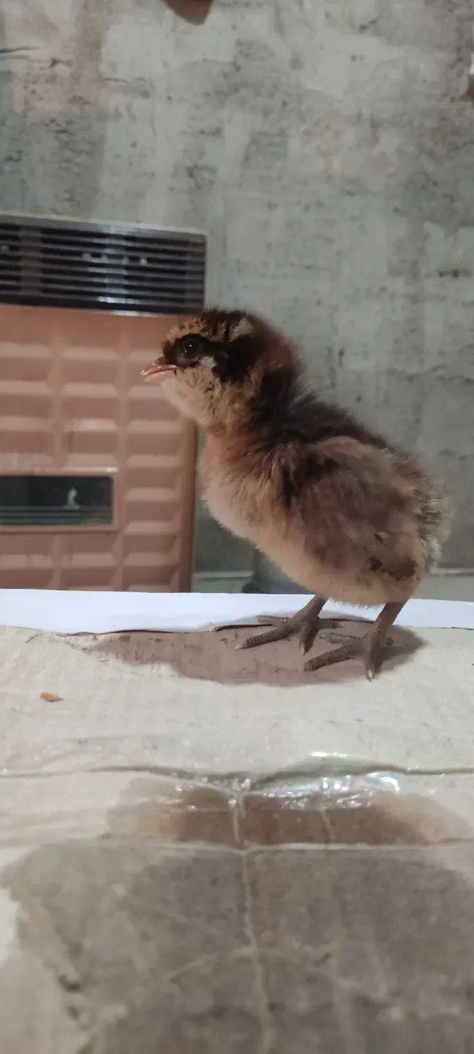 جوجه محلی اصیل هفت روزه|حیوانات مزرعه|گتاب, |دیوار