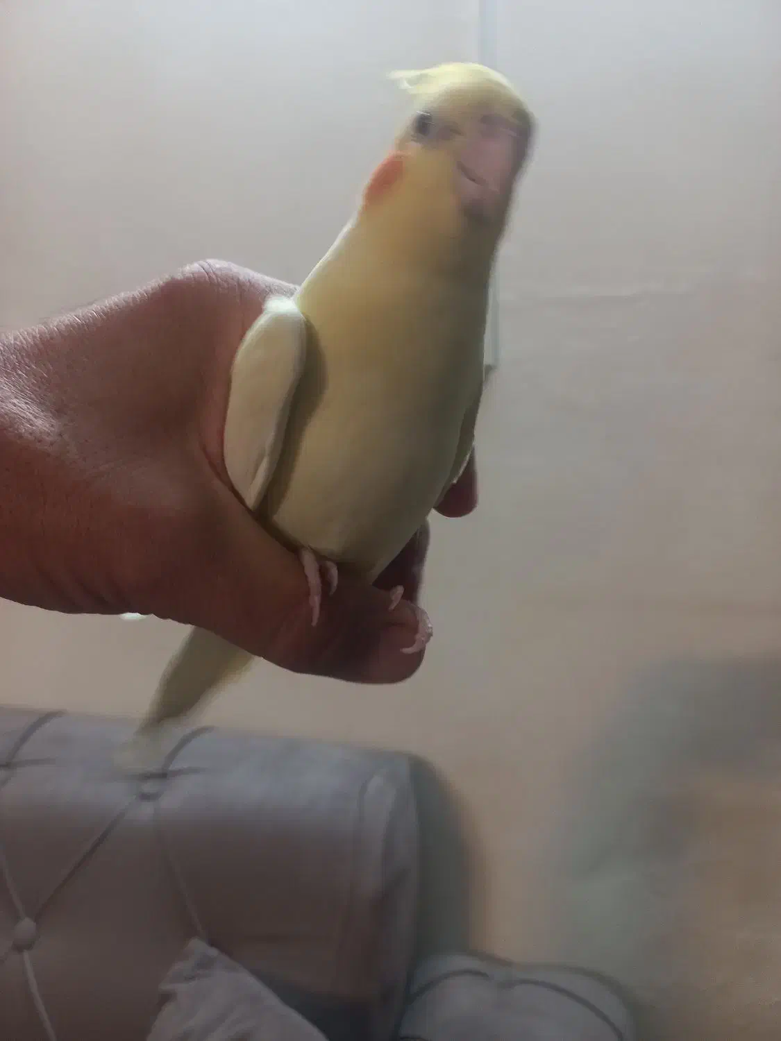 عروس هلندی|پرنده|تهران, دانشگاه شریف|دیوار