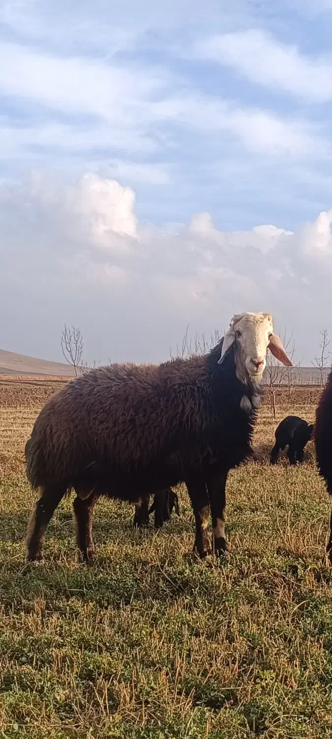 قوچ درجه افشار وزن بالای صدکیلو|حیوانات مزرعه|ملک‌آباد, |دیوار