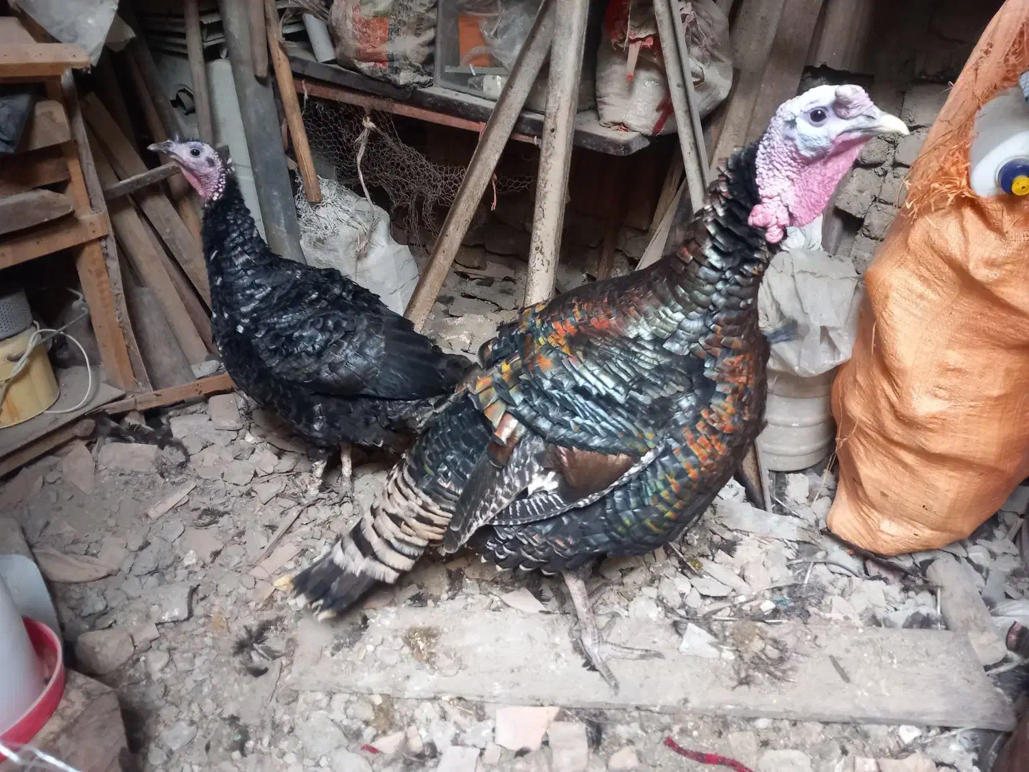 بقلمون نر و ماده  بالغ نر دوساله و ماده ۱ساله|حیوانات مزرعه|صادق آباد, |دیوار