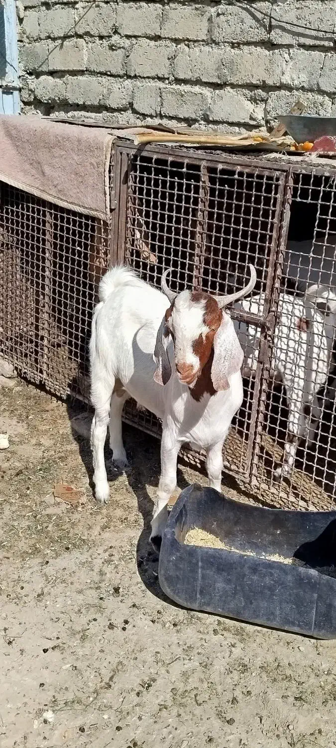 تروشت|حیوانات مزرعه|ایرانشهر, |دیوار