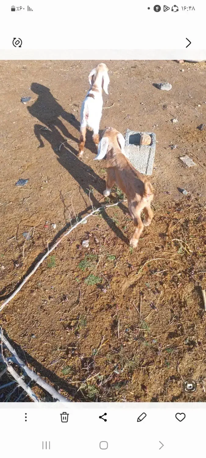 سلام گیسه  با دو کهره|حیوانات مزرعه|کرمان, |دیوار