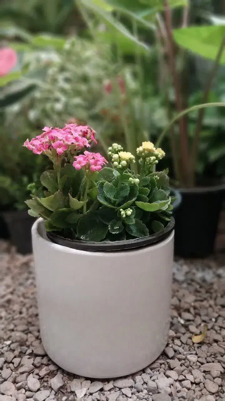 هدیه روز زن - گل‌فروشی گل نرگس|گل و گیاه طبیعی|کوهدشت, |دیوار